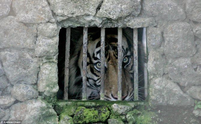 Tận mục vườn thú “tra tấn” động vật tồi tệ nhất thế giới - Ảnh 7