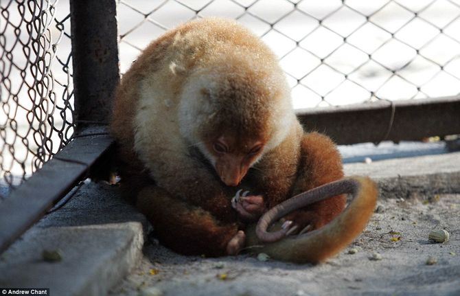 Tận mục vườn thú “tra tấn” động vật tồi tệ nhất thế giới - Ảnh 9