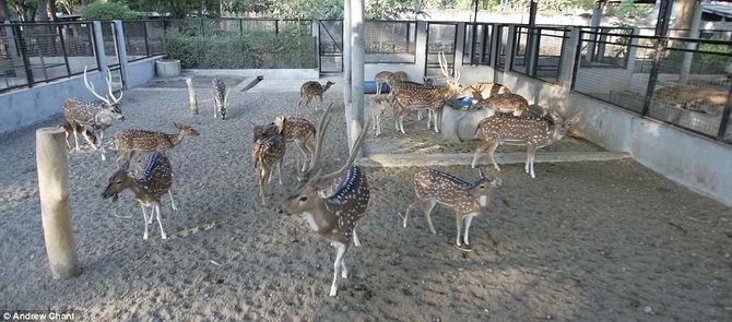 Tận mục vườn thú “tra tấn” động vật tồi tệ nhất thế giới - Ảnh 10