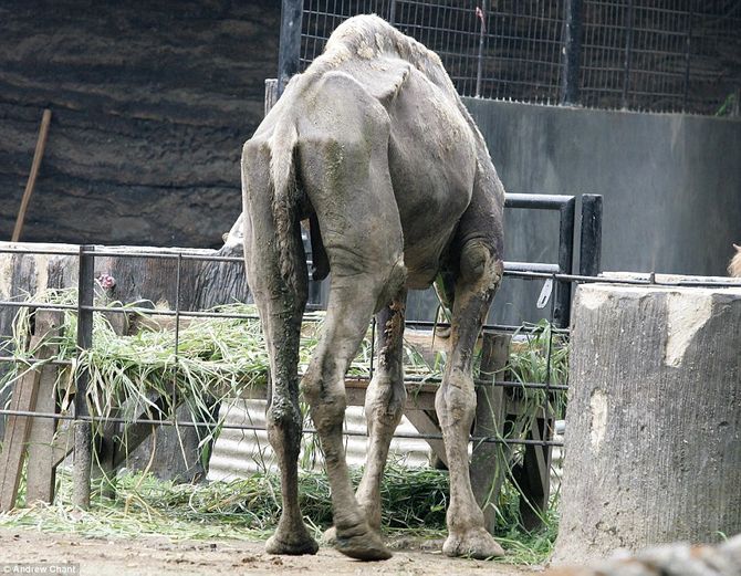 Tận mục vườn thú “tra tấn” động vật tồi tệ nhất thế giới - Ảnh 3