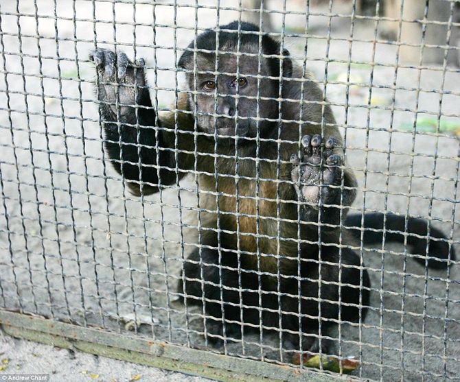 Tận mục vườn thú “tra tấn” động vật tồi tệ nhất thế giới - Ảnh 4
