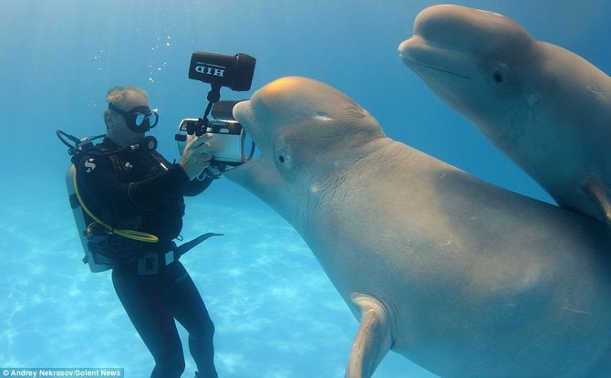 Cá voi thích chụp ảnh đùa rỡn với thợ lặn - Ảnh 3