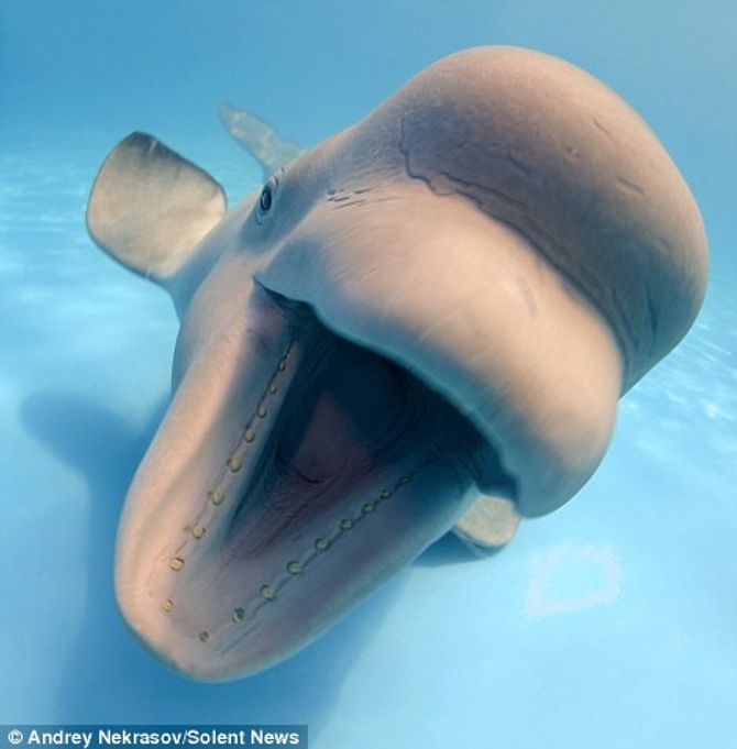 Cá voi thích chụp ảnh đùa rỡn với thợ lặn - Ảnh 5
