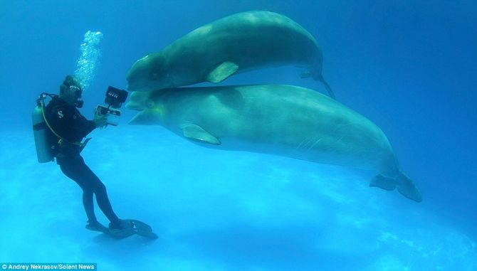 Cá voi thích chụp ảnh đùa rỡn với thợ lặn - Ảnh 7