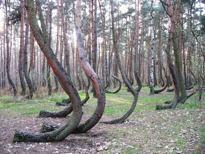 Bí ẩn khu rừng “ngoằn ngoèo” ở Ba Lan - Ảnh 2