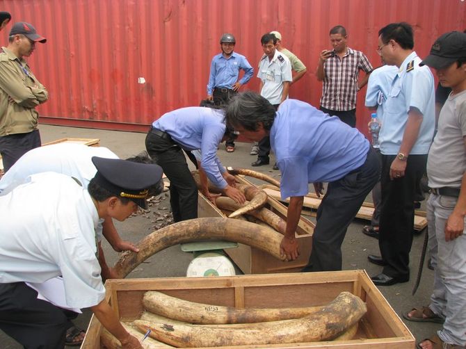 Ngà voi nhập lậu do Chi cục Hải quan cảng Sài Gòn khu vực 4 phát hiện. Ảnh nguồn Internet