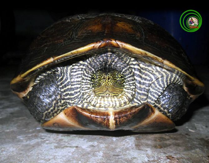 Đà Nẵng: Đã xác định chính xác tên của rùa lạ - Ảnh 1