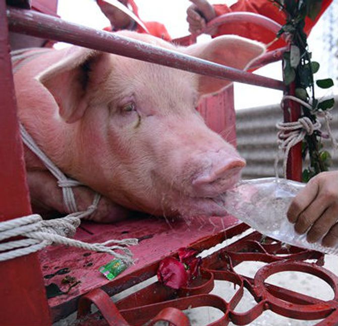 Lễ hội chém lợn ở Bắc Ninh: Máu nhuộm đỏ sân đình - Ảnh 5