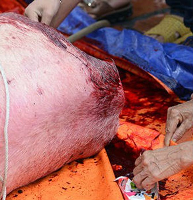 Lễ hội chém lợn ở Bắc Ninh: Máu nhuộm đỏ sân đình - Ảnh 9