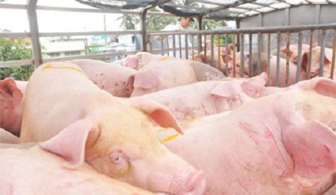 Thương lái Trung Quốc  thu mua thịt lợn siêu mỡ với giá cao: Cảnh báo rủi ro - Ảnh 1