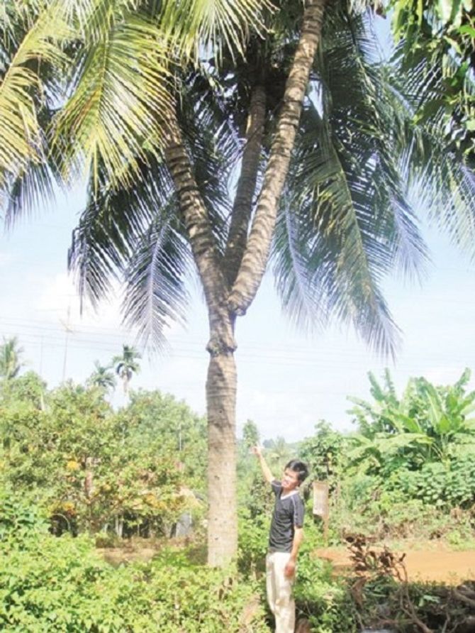 Đại gia Dũng "lò vôi" bỏ tiền tỷ hỏi mua cây dừa 3 ngọn chữa bách bệnh - Ảnh 1