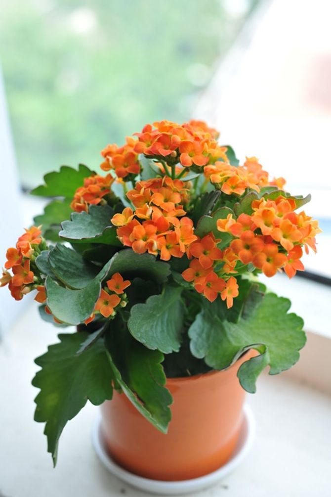Những loại hoa nên mua chưng trong nhà dịp Tết để tăng may mắn - Ảnh 2