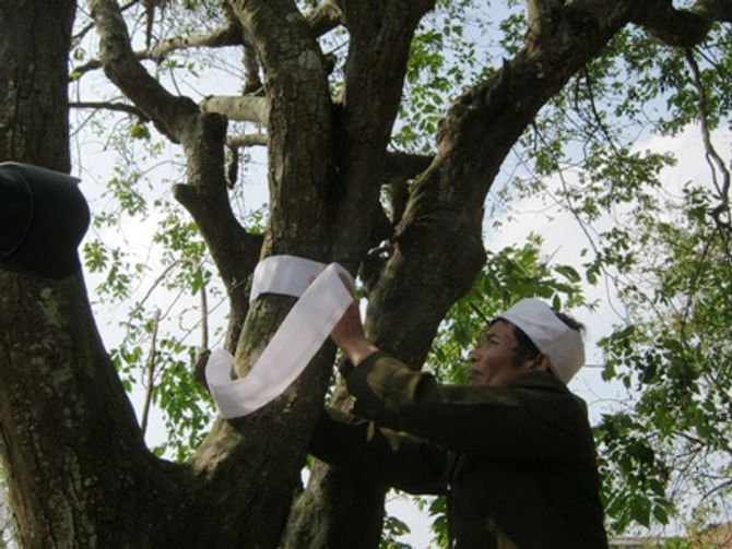 Giải mã phong tục 'chít khăn tang' cho cây ở làng ven đô - Ảnh 1