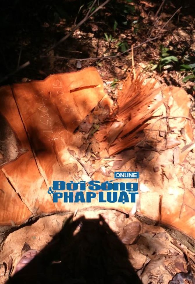 Vườn Quốc gia Vũ Quang: Phát hiện rừng gỗ De bị tàn phá - Ảnh 2