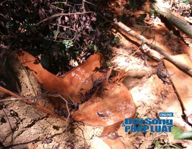 Vườn Quốc gia Vũ Quang: Phát hiện rừng gỗ De bị tàn phá - Ảnh 4