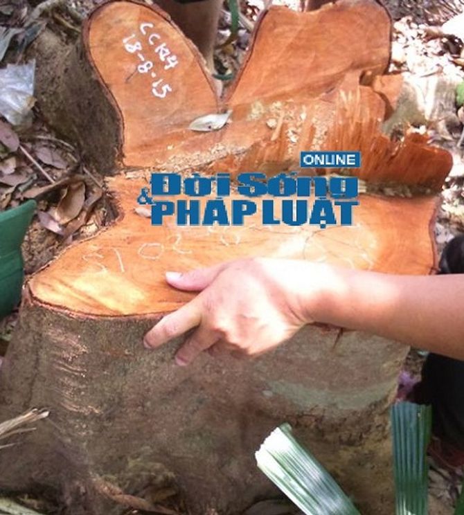 Vườn Quốc gia Vũ Quang: Phát hiện rừng gỗ De bị tàn phá - Ảnh 3