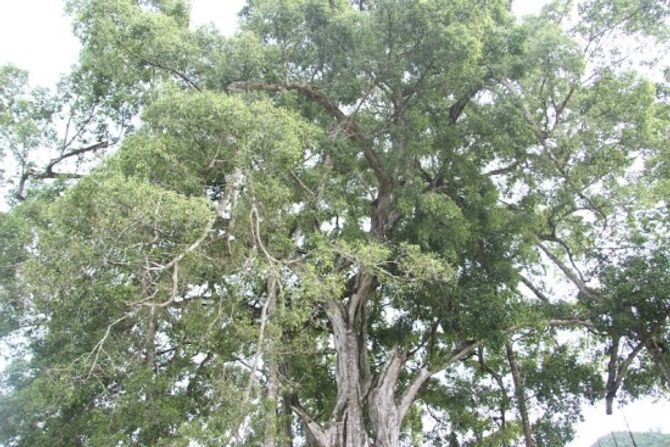 Ngắm cây sanh có thế "Độc nhất, vô nhị" ở Nghệ An - Ảnh 5