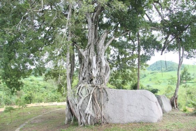 Ngắm cây sanh có thế "Độc nhất, vô nhị" ở Nghệ An - Ảnh 8
