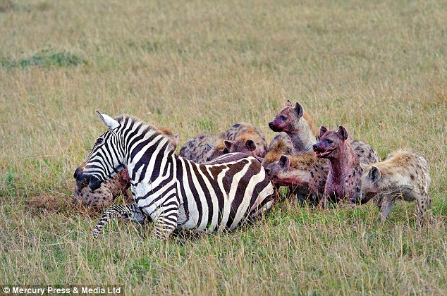 Terrified of hyenas eating zebras