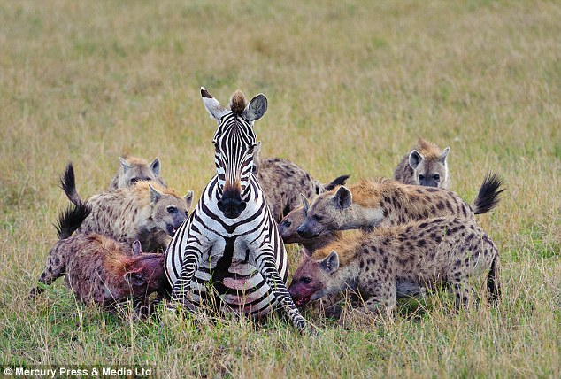 Terrified of hyenas eating zebras
