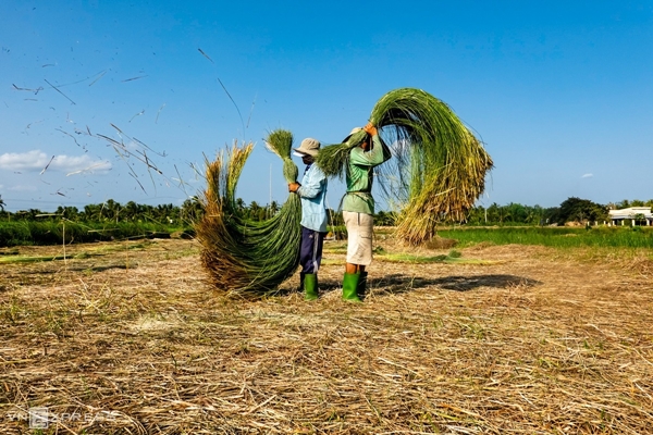 Vẻ đẹp siêu thực của cánh đồng cói Việt Nam - Ảnh 6