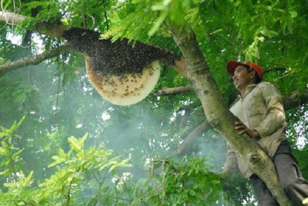 Cách phân biệt mật ong rừng tự nhiên, mật ong nuôi - Ảnh 2