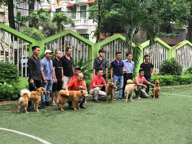 Tin tức giải trí mới nhất ngày 27/8/2019: Ekip "Cậu Vàng" tuyển lại "diễn viên" yêu cầu 100% chó thuần Việt - Ảnh 1