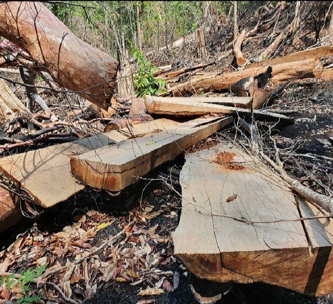 Gia Lai: Tạm giữ 6 đối tượng để điều tra vụ phá rừng, khai thác trái phép 103m3 gỗ - Ảnh 1