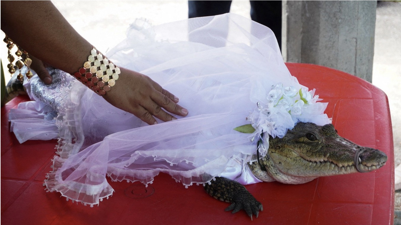 Thị trưởng ở Mexico tổ chức hôn lễ với cá sấu để cầu may