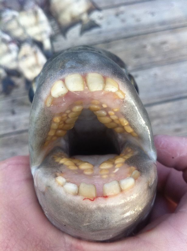Tin thế giới - Thợ lặn hoảng hồn vì bắt được cá 'khủng' có bộ răng y hệt của con người