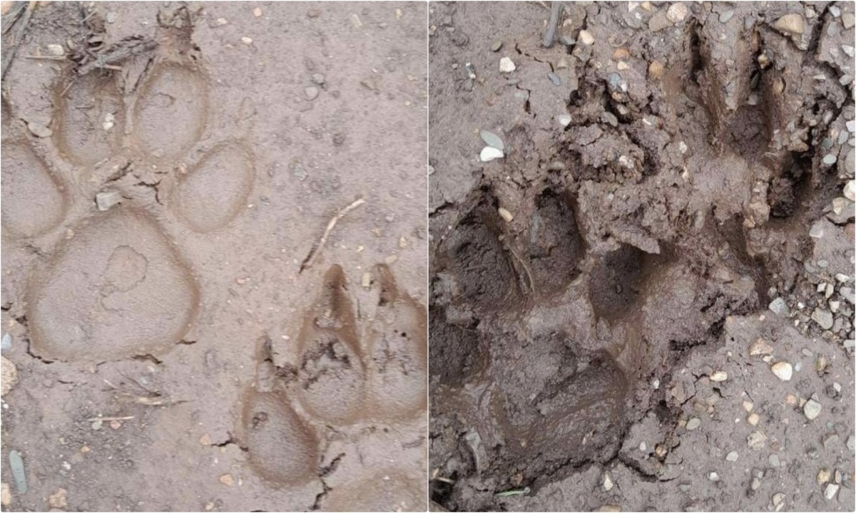 Tin trong nước - Sơn La: Người dân phát hiện 2 cá thể nghi là hổ rừng