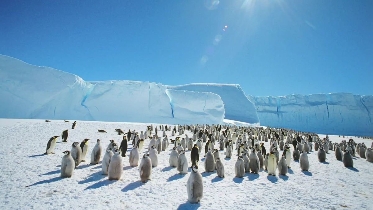Tin thế giới - Chim cánh cụt ở Nam Cực đứng trước nguy cơ tuyệt chủng do cúm gia cầm