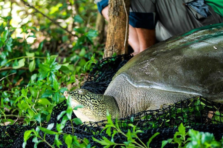 Tin trong nước - Làm rõ nguyên nhân rùa quý hiếm nhất thế giới, nặng gần 100kg chết ở hồ Đồng Mô 
