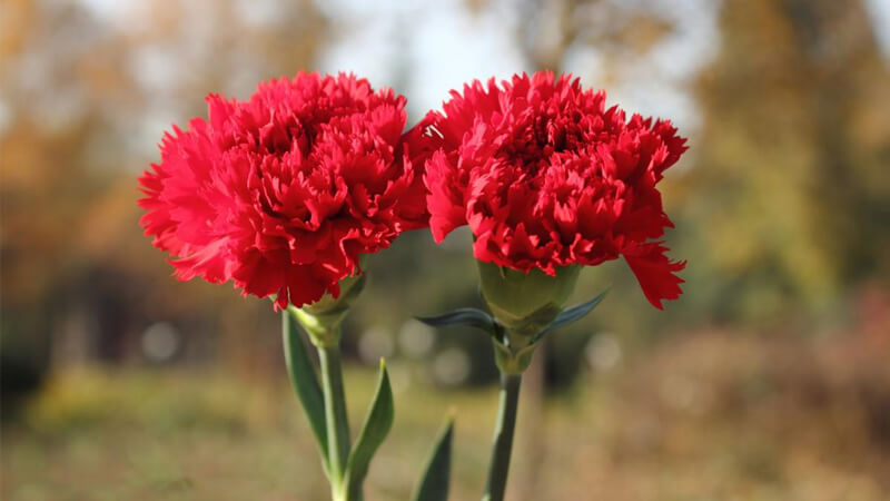 Chuyện học đường - 7 loại hoa mà các bậc phụ huynh 'tinh tế' sẽ tặng cô giáo ngày 20/11