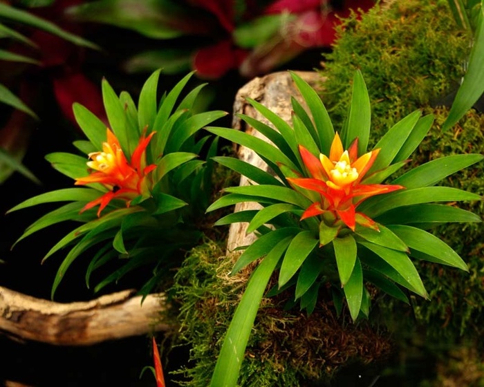 Cộng đồng mạng - 8 loài hoa đẹp giúp thu hút tài lộc cực tốt