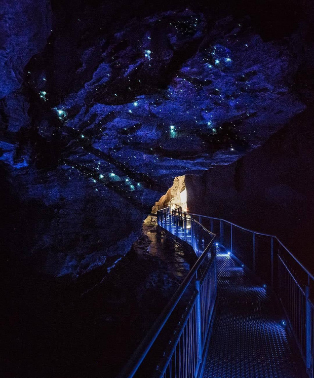 Mê mẩn trước vẻ đẹp kỳ ảo của hang động đom đóm ở New Zealand - Ảnh 1.