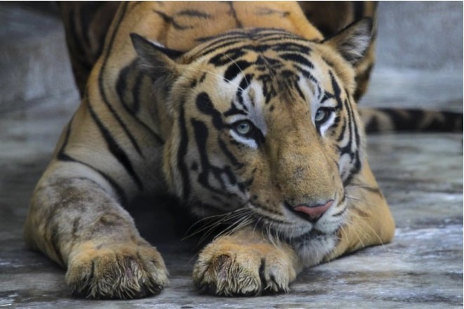 Tin thế giới - Bắn hạ con hổ từng khiến ít nhất 9 người thiệt mạng ở Ấn Độ