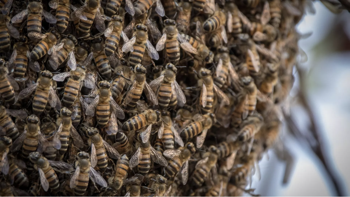 Tin thế giới - Người đàn ông may mắn sống sót sau khi bị 1.000 con ong tấn công