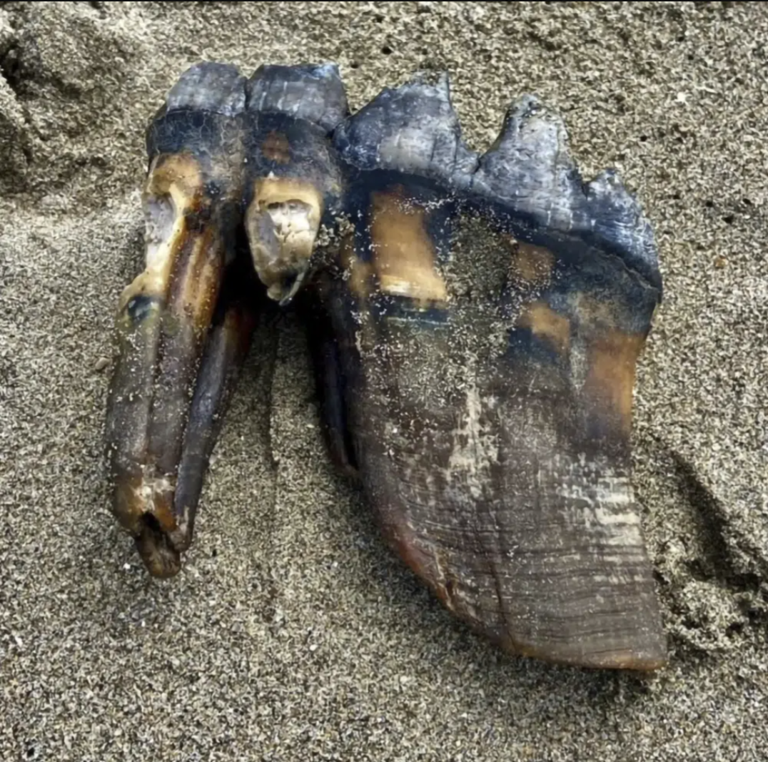 Tin thế giới - Bất ngờ phát hiện răng của loài voi đã tuyệt chủng khi đi dạo trên bãi biển