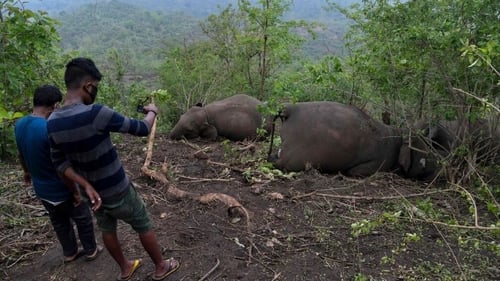 Tin thế giới - Ấn Độ: 18 con voi bị sét đánh chết cùng lúc trong rừng