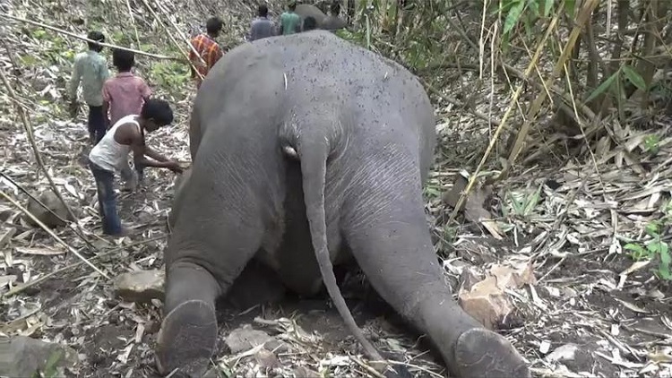 Tin thế giới - Ấn Độ: 18 con voi bị sét đánh chết cùng lúc trong rừng (Hình 2).