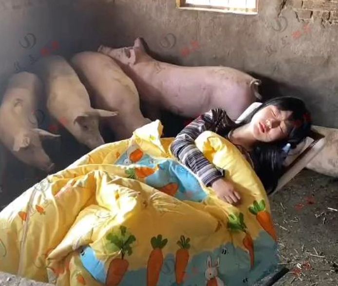 Ăn - Chơi - Cô gái trẻ có sở thích ngủ trong chuồng lợn khiến cộng đồng mạng tranh cãi (Hình 2).
