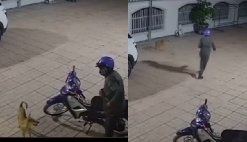 Cộng đồng mạng - Phát hiện kẻ lạ lẻn vào sân định trộm xe máy, chú chó có thái độ 'lạ' khiến dân mạng cười mệt (Hình 2).