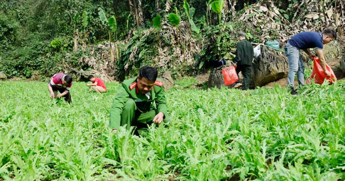 An ninh - Hình sự - Phát hiện gần 4.000 cây thuốc phiện trong rừng sâu ở Lạng Sơn