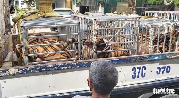 An ninh - Hình sự - Công an phát hiện 17 con hổ, mỗi con nặng hơn 200kg trong nhà dân