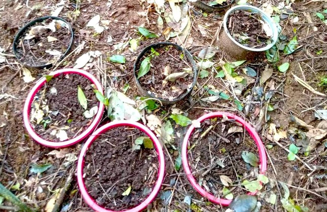 Tin trong nước - Vụ hơn 100 cây sâm Ngọc Linh bị trộm: Công an truy tìm kẻ gian