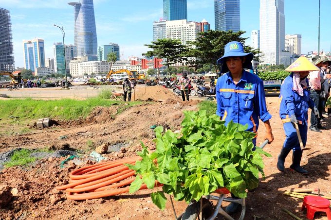 Tin trong nước - Tin thời sự nóng mới nhất ngày 29/11: Trồng 35.000 cây hoa hướng dương dọc bờ sông Sài Gòn