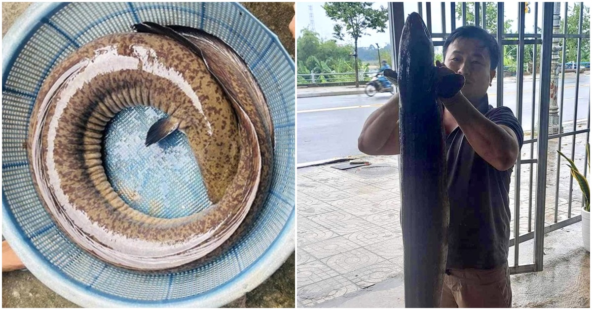 Tin trong nước - Tin thời sự nóng mới nhất ngày 1/12: Bắt cá chình 'khủng' 16kg trên sông Trà Khúc, bán giá hơn 10 triệu đồng