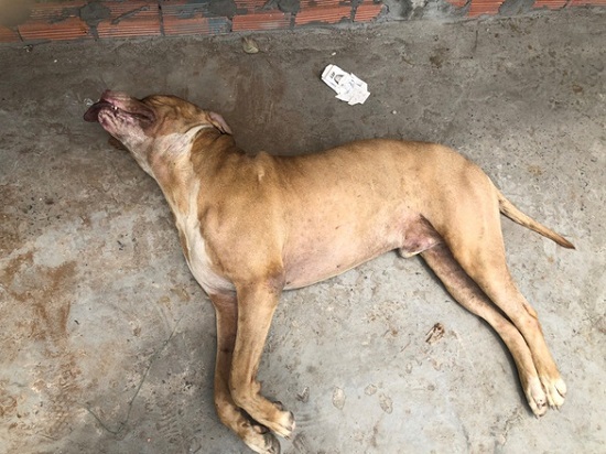Tin trong nước - Vụ chó Pitbull cắn chết người ở Long An: Thú chơi kì lạ của người chủ chó bị cắn trọng thương