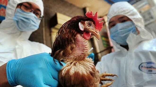 Sức khoẻ - Làm đẹp - Chuyên gia chỉ ra cơ chế lây cúm A/H5N1 từ vật nuôi sang người